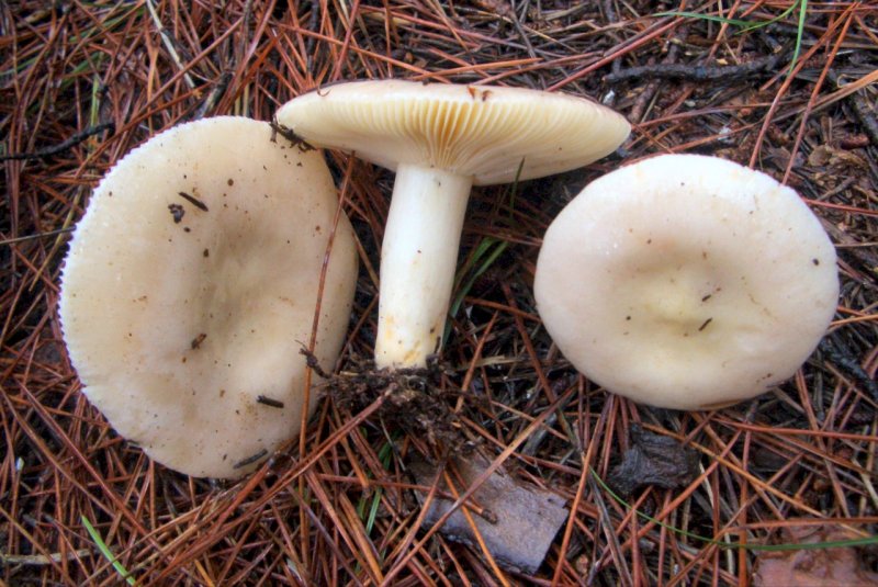 Russula sp da determinare (pino marittimo)